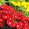 Introduction to Horticulture - Level 1 - Vocational Pathway (Supported Learning)