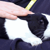 Introduction to Animal Care - Vocational Pathway (Supported Learning) Level 1