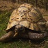 BTEC Level 3 National Diploma in Animal Management Yr1